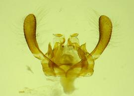   Anthidium labergei  male dorsal genitalia, photo from Gonzalez and Griswold 2013
